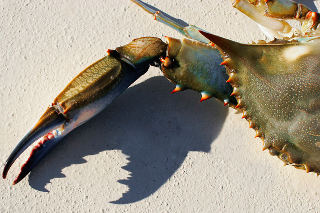Crab Claw Shadow